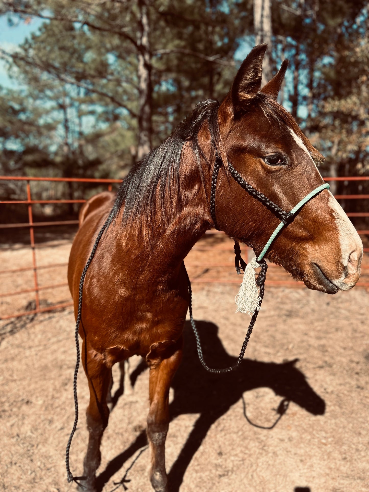 Teal and black lariat halter